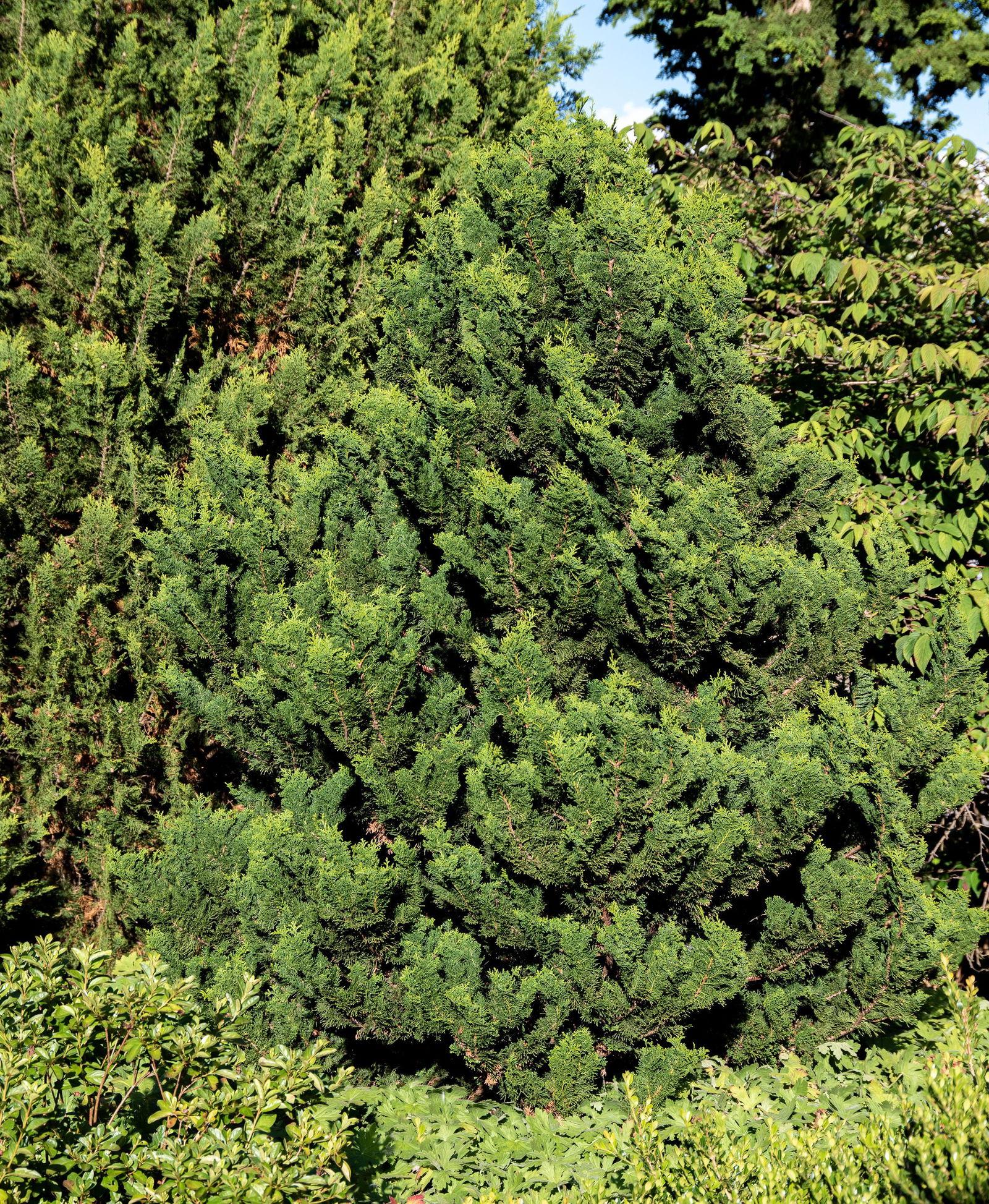 Chamaecyparis Obtusa Rigid Dwarf - View 6 from www redcrocus com