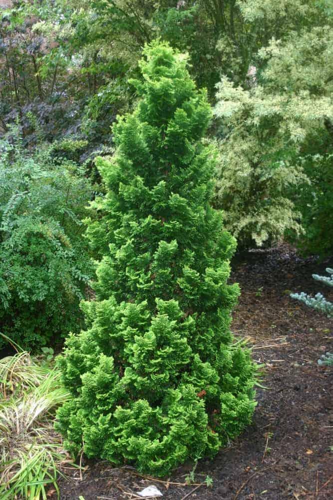 Chamaecyparis Obtusa Rigid Dwarf - View 8 from www redcrocus com