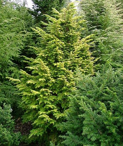 Tsuga Canadensis Aurea - View 10 from www redcrocus com