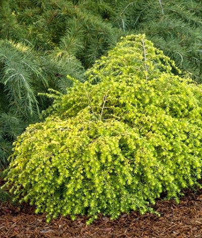 Tsuga Canadensis Aurea - View 13 from www redcrocus com