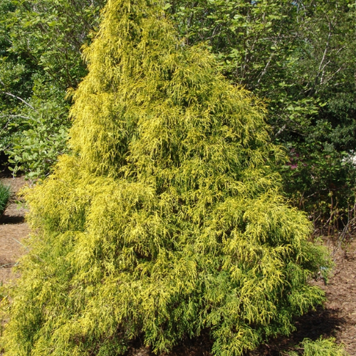 Tsuga Canadensis Aurea - View 13 from www redcrocus com