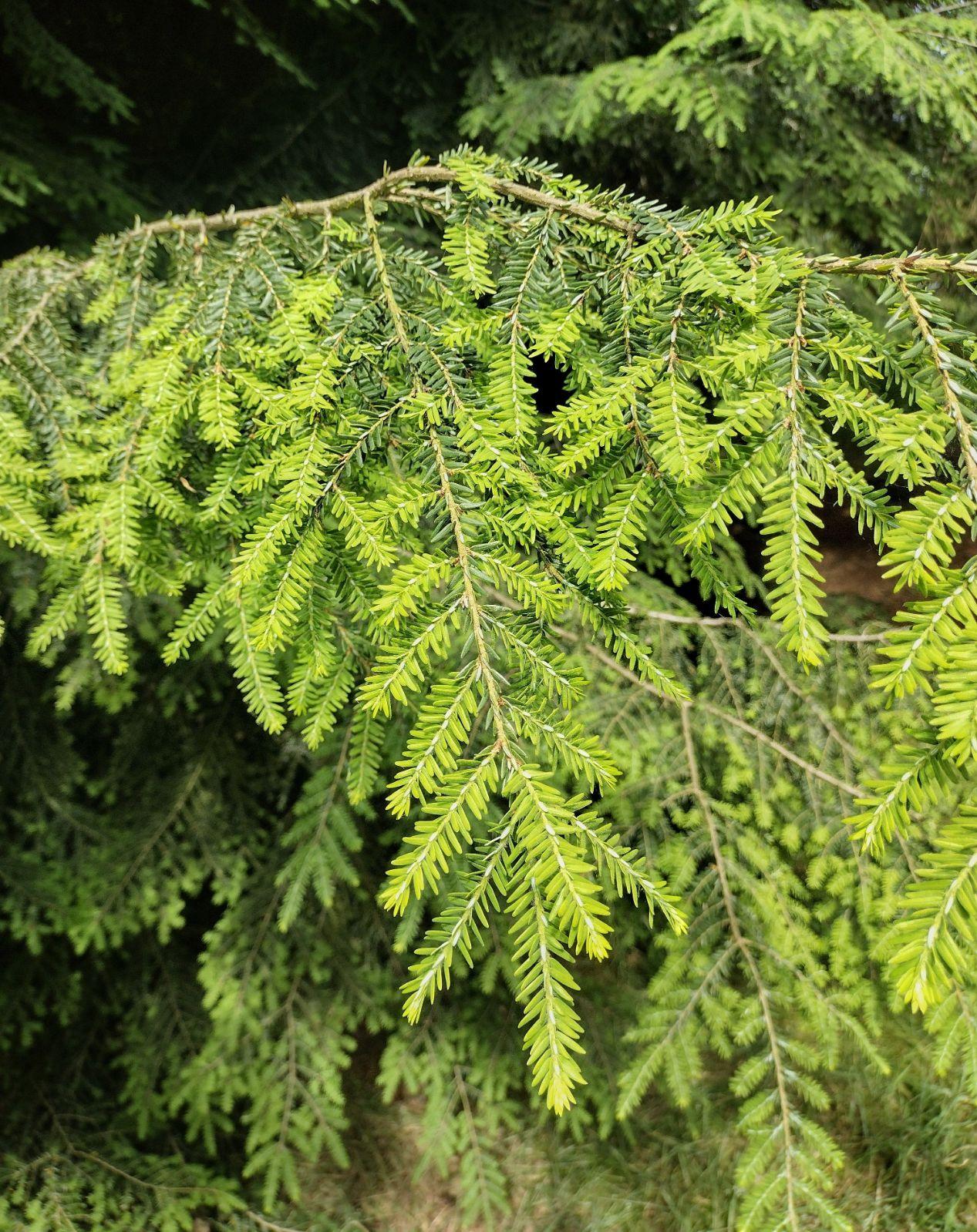 Tsuga Canadensis Aurea - View 14 from www redcrocus com