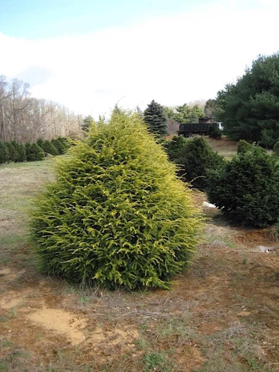 Tsuga Canadensis Aurea - View 1 from www redcrocus com