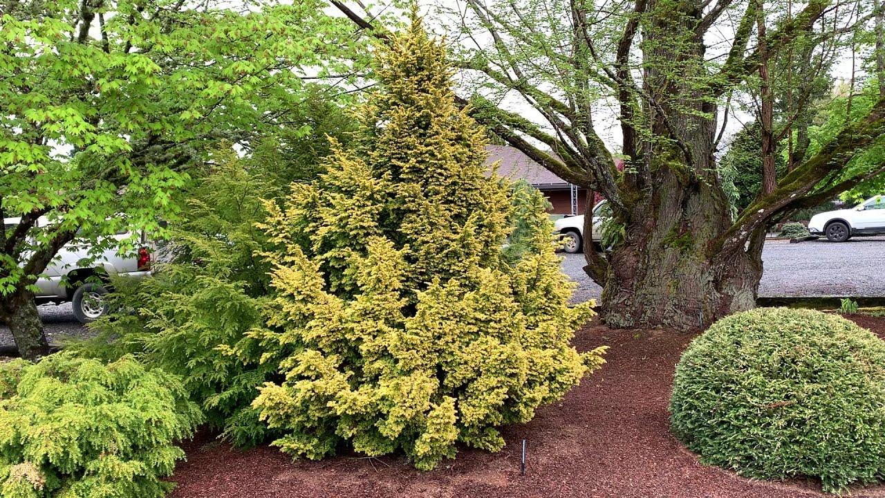 Tsuga Canadensis Aurea - View 2 from www redcrocus com