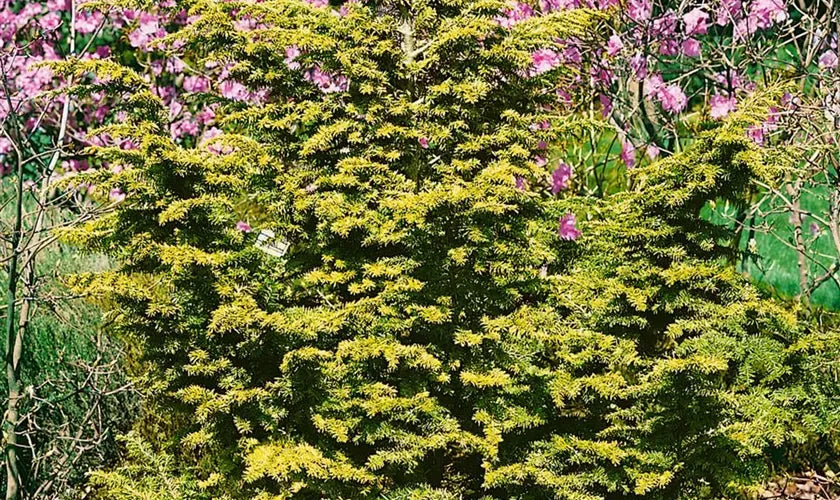 Tsuga Canadensis Aurea - View 3 from www redcrocus com