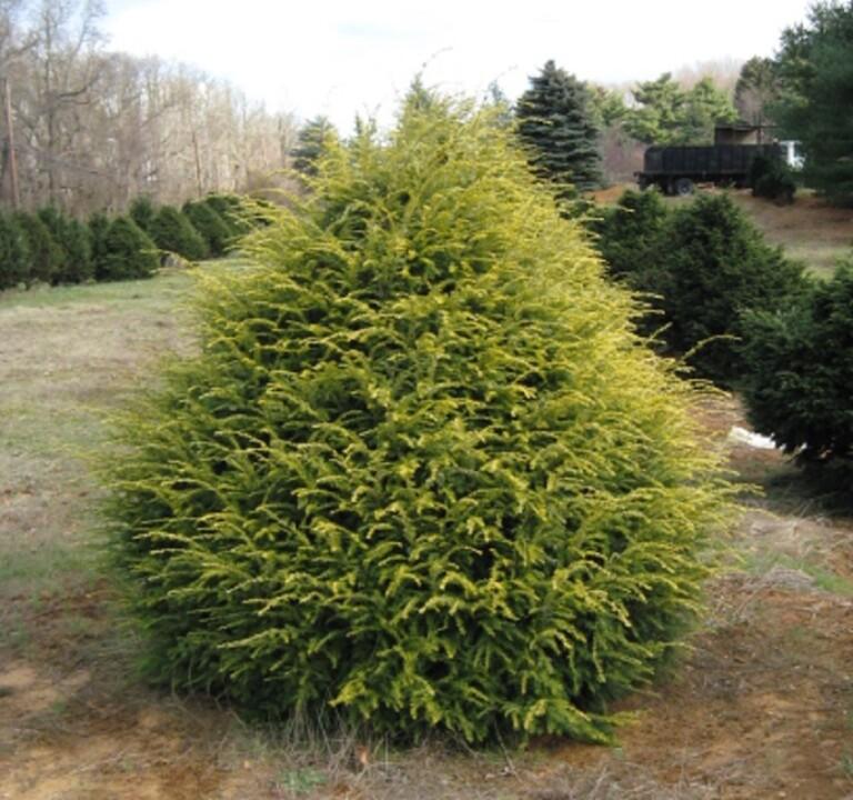 Tsuga Canadensis Aurea - View 5 from www redcrocus com