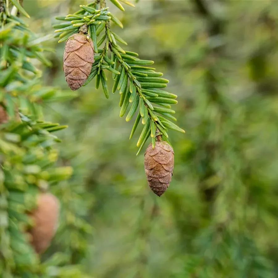 Tsuga Canadensis Aurea - View 6 from www redcrocus com