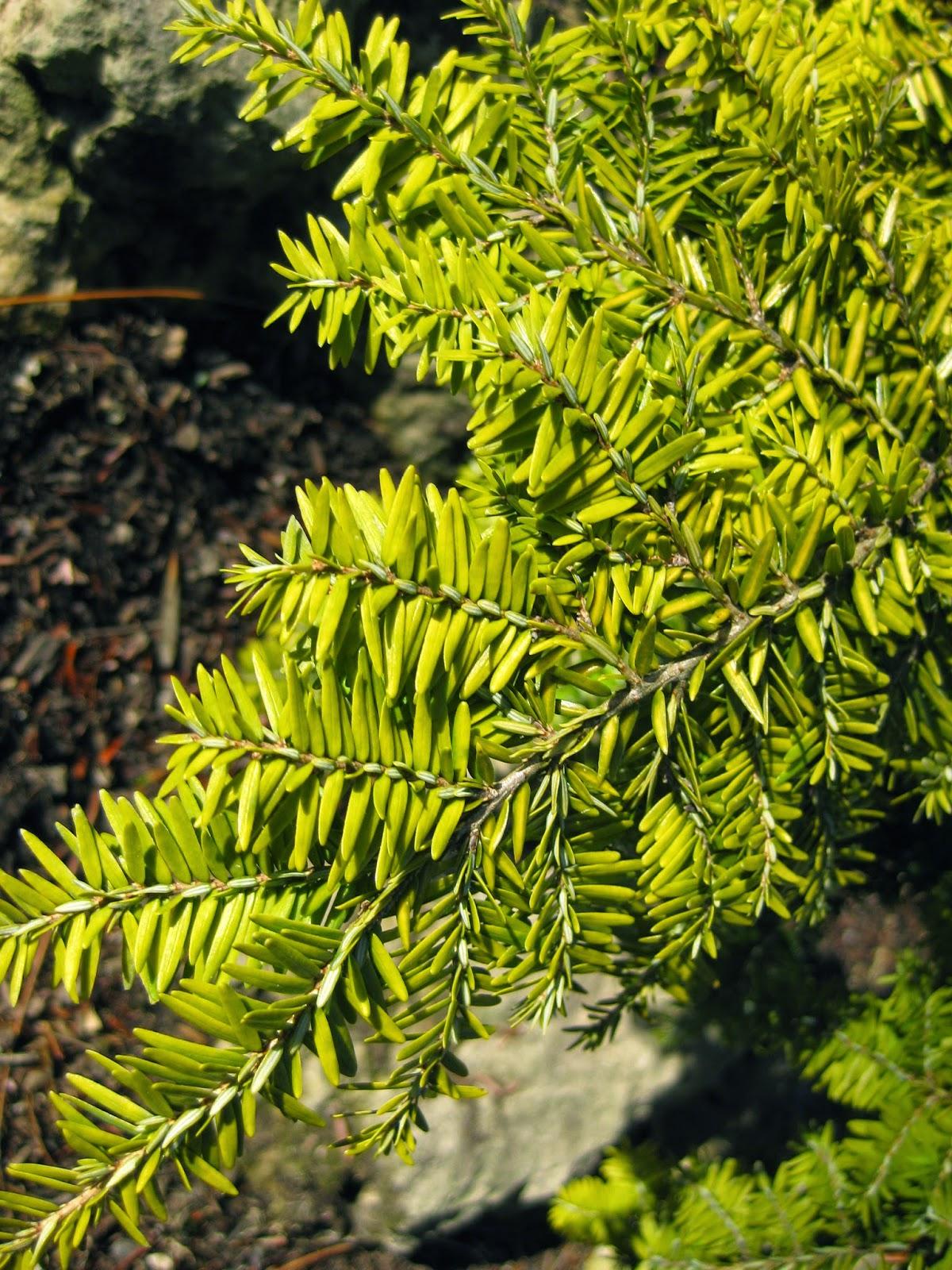 Tsuga Canadensis Aurea - View 6 from www redcrocus com