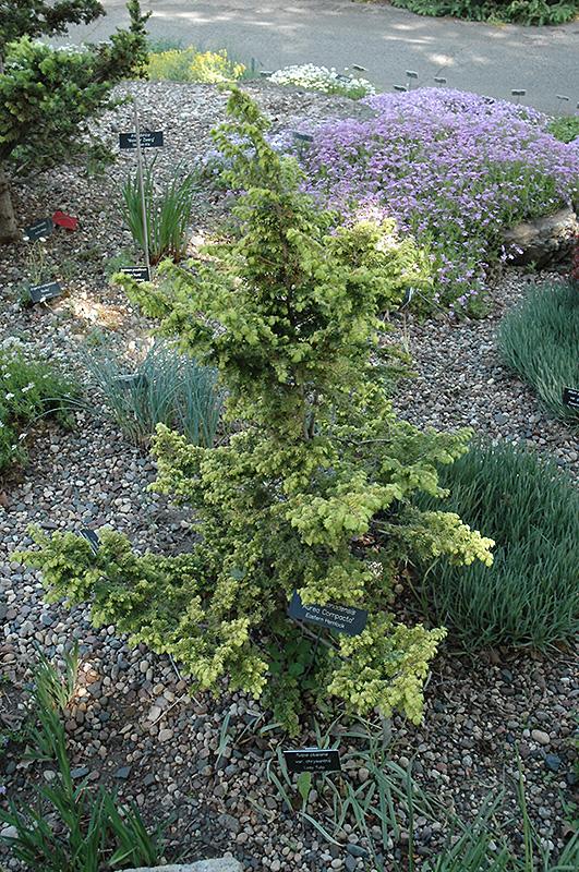 Tsuga Canadensis Aurea - View 7 from www redcrocus com