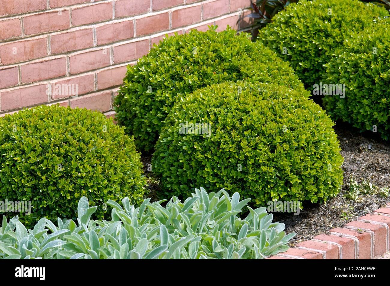 Buxus Microphylla Green Mountain 2 Ball - View 14 from www redcrocus com