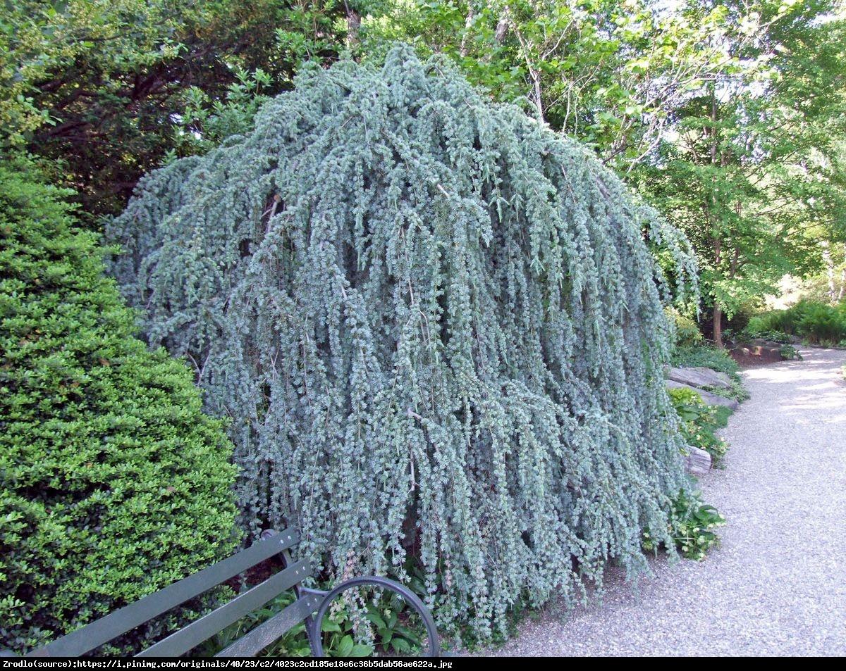 Cedrus Libani Glauca Pendula - View 10 from www redcrocus com
