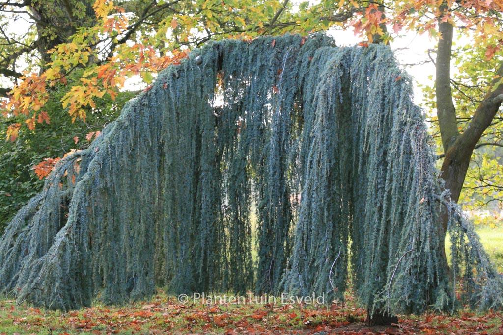 Cedrus Libani Glauca Pendula - View 11 from www redcrocus com