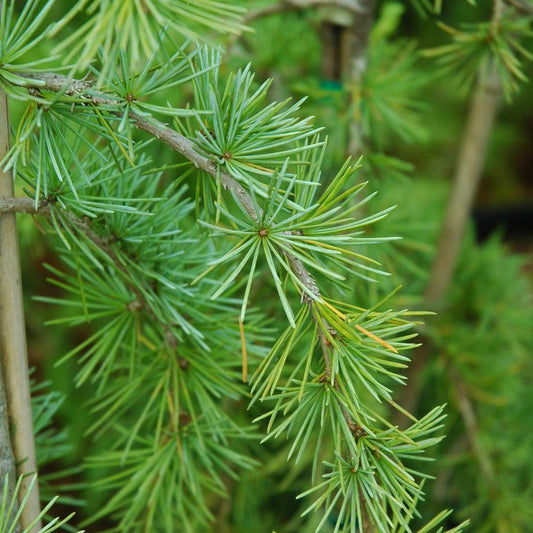 Cedrus Libani Glauca Pendula - View 12 from www redcrocus com