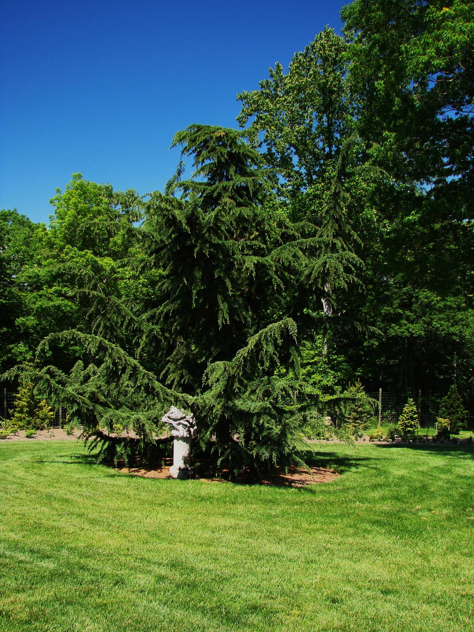 Cedrus Libani Glauca Pendula - View 13 from www redcrocus com