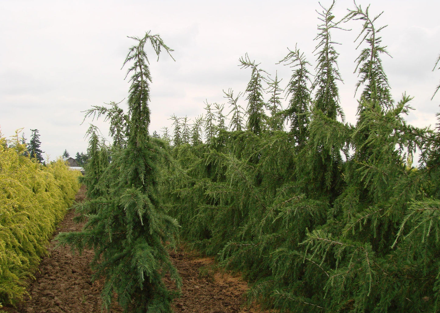 Cedrus Libani Glauca Pendula - View 16 from www redcrocus com