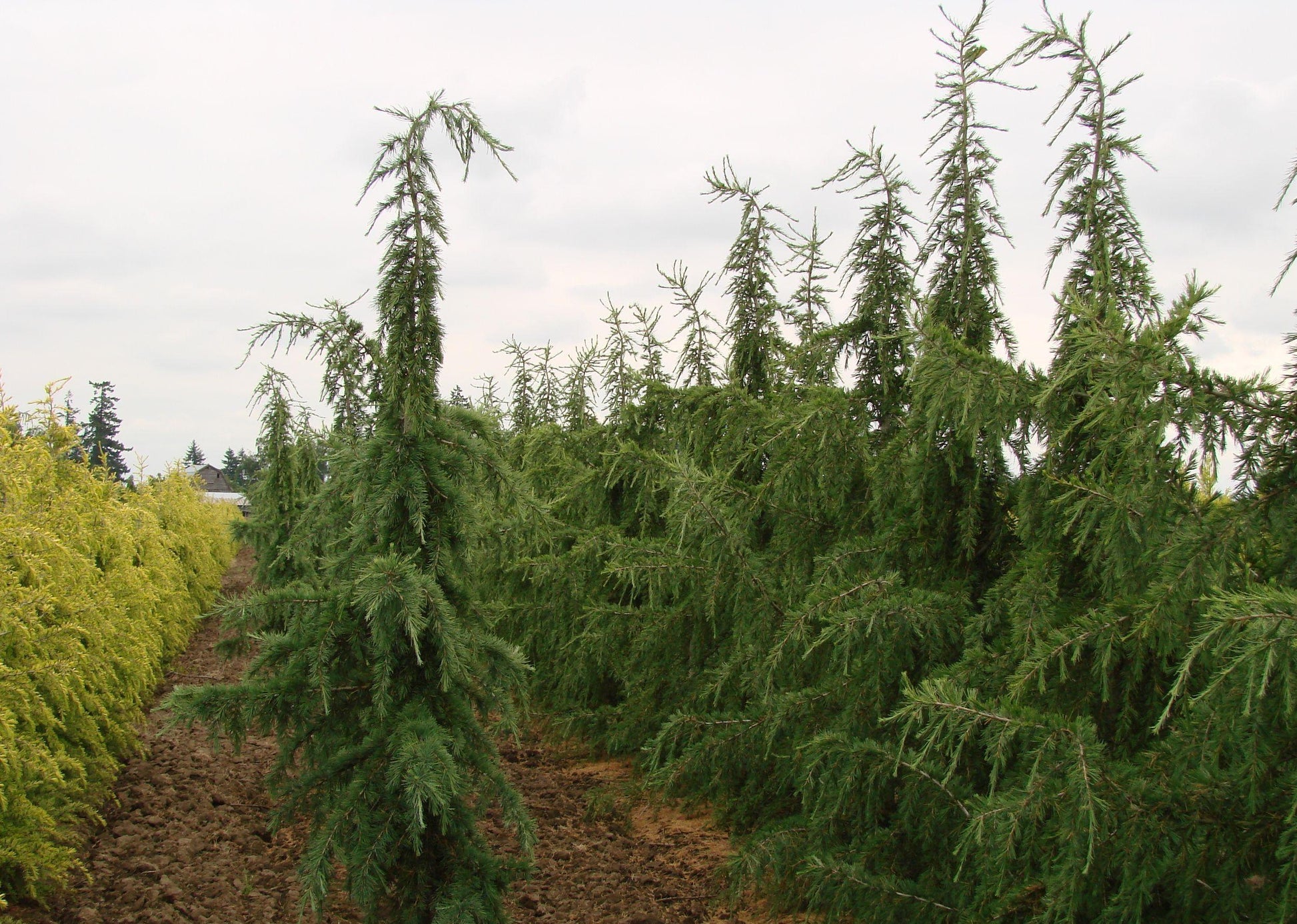 Cedrus Libani Glauca Pendula - View 16 from www redcrocus com