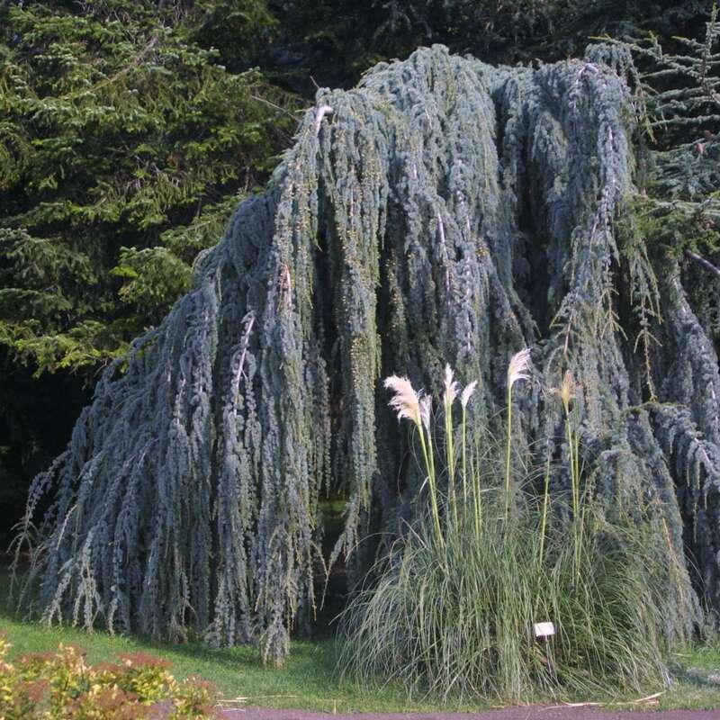 Cedrus Libani Glauca Pendula - View 18 from www redcrocus com