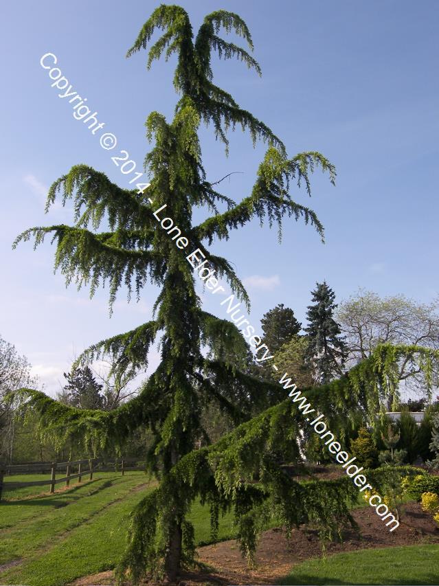 Cedrus Libani Glauca Pendula - View 8 from www redcrocus com