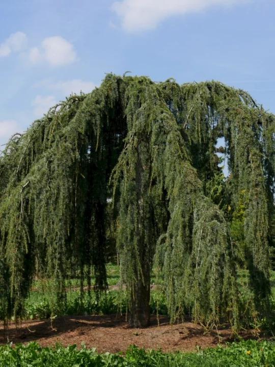 Cedrus Libani Glauca Pendula - View 9 from www redcrocus com