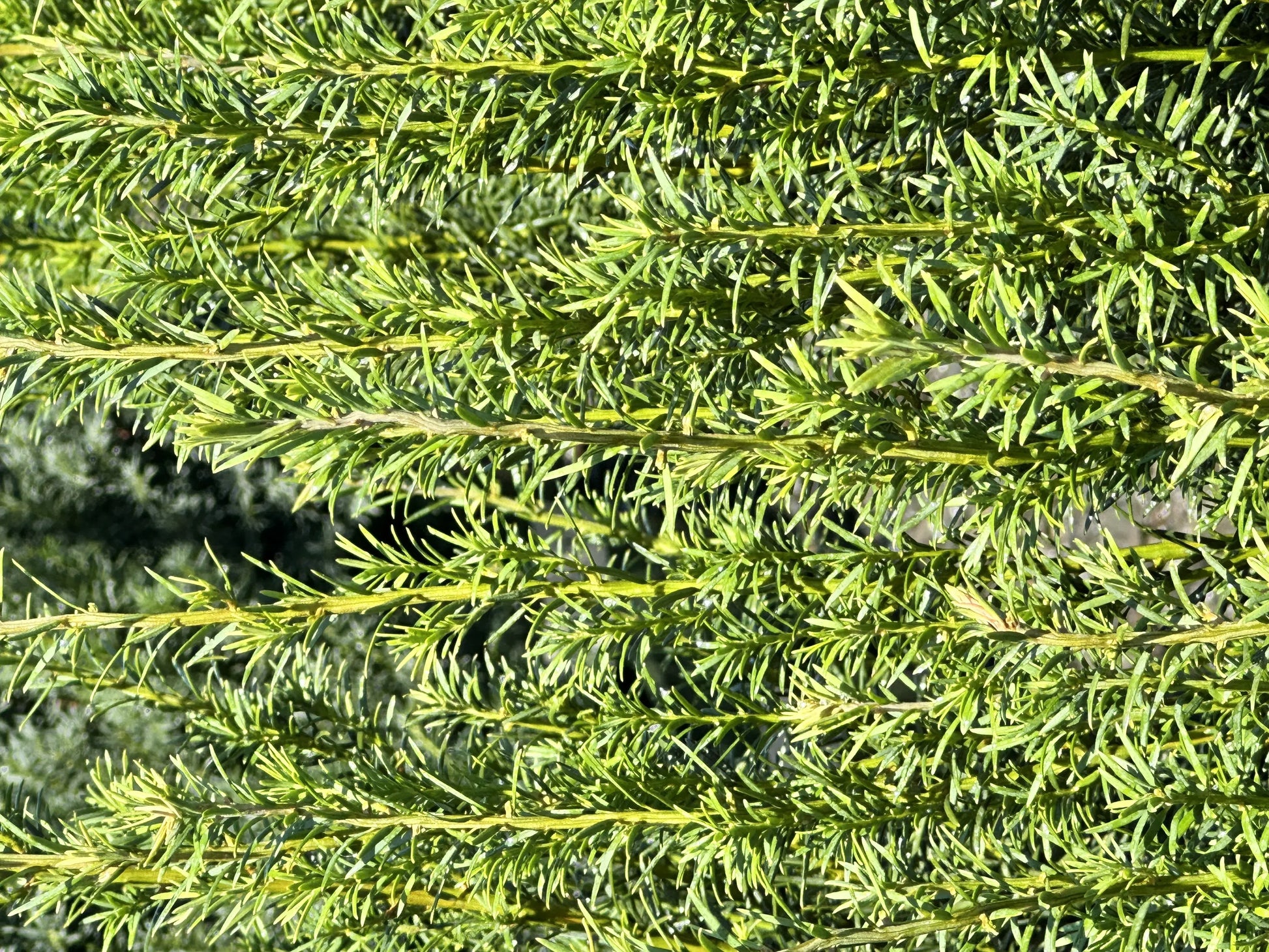 Taxus Media 'h m  Eddie' - View 35 from www redcrocus com