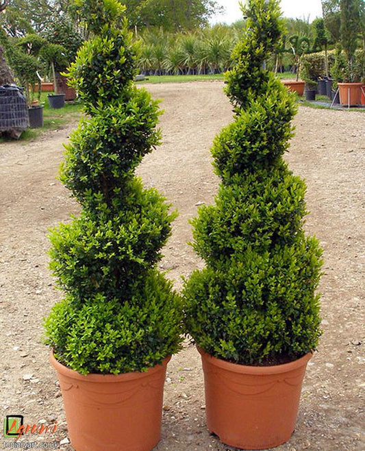 Buxus Sempervirens Variegata Spiral - View 10 from www redcrocus com