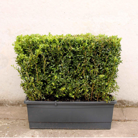 Buxus Sempervirens Hedge Form (instant Hedge) - View 1 from www redcrocus com