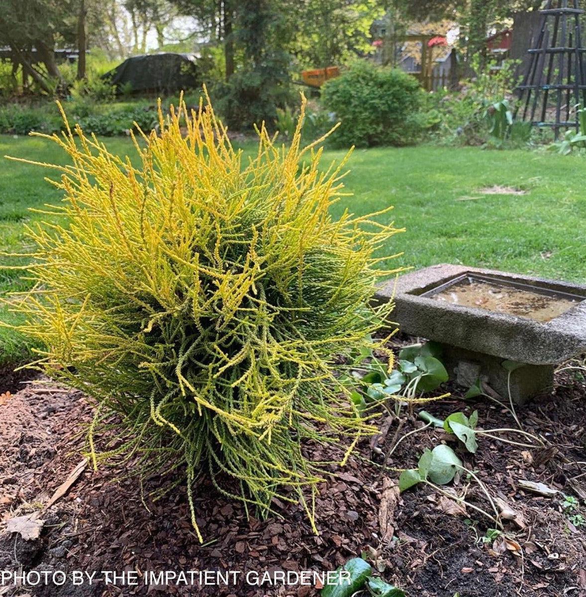 Thuja Orientalis 'franky Boy' - View 11 from www redcrocus com