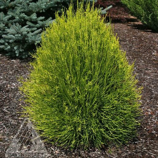Thuja Orientalis 'franky Boy' - View 12 from www redcrocus com