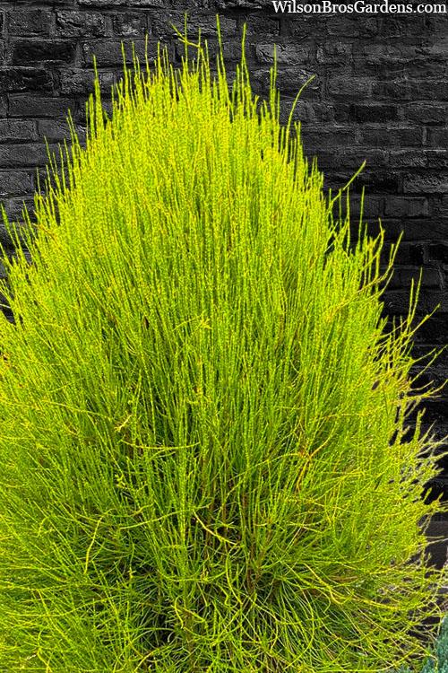 Thuja Orientalis 'franky Boy' - View 14 from www redcrocus com