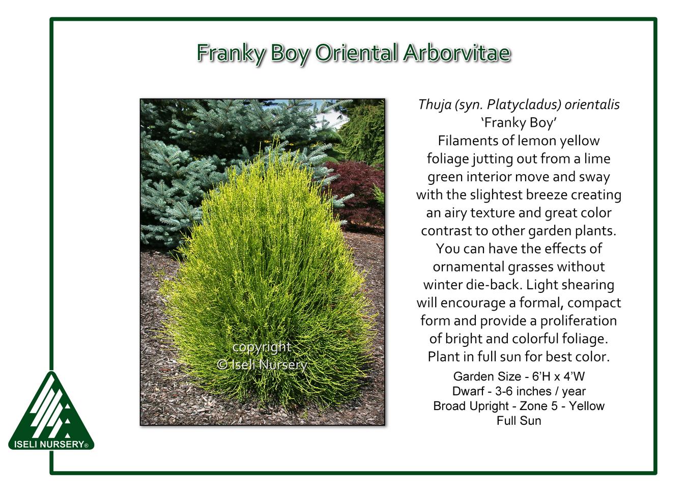 Thuja Orientalis 'franky Boy' - View 16 from www redcrocus com