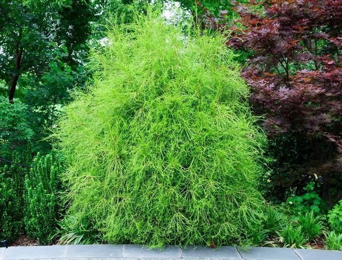 Thuja Orientalis 'franky Boy' - View 17 from www redcrocus com