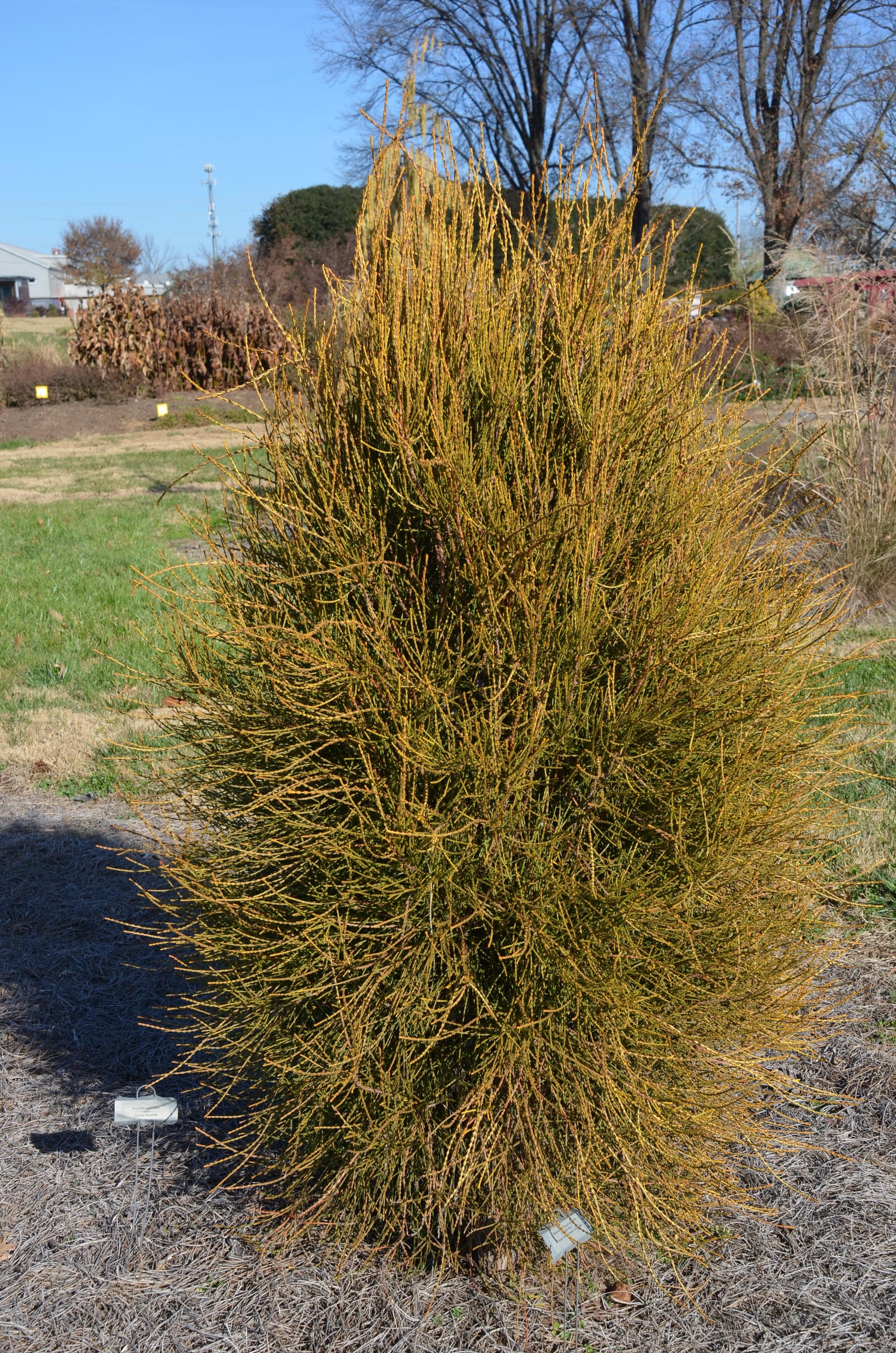 Thuja Orientalis 'franky Boy' - View 19 from www redcrocus com