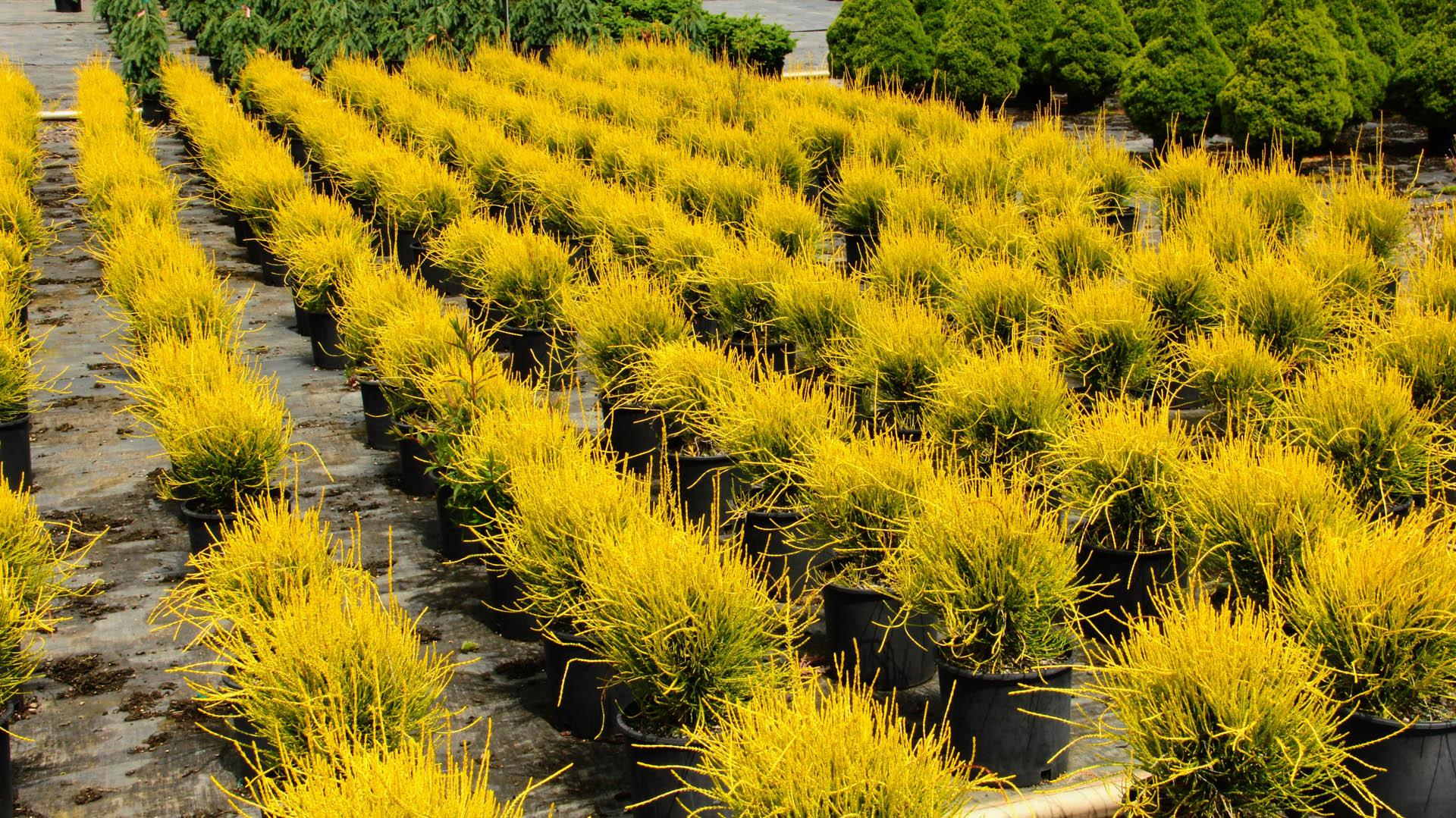 Thuja Orientalis 'franky Boy' - View 1 from www redcrocus com