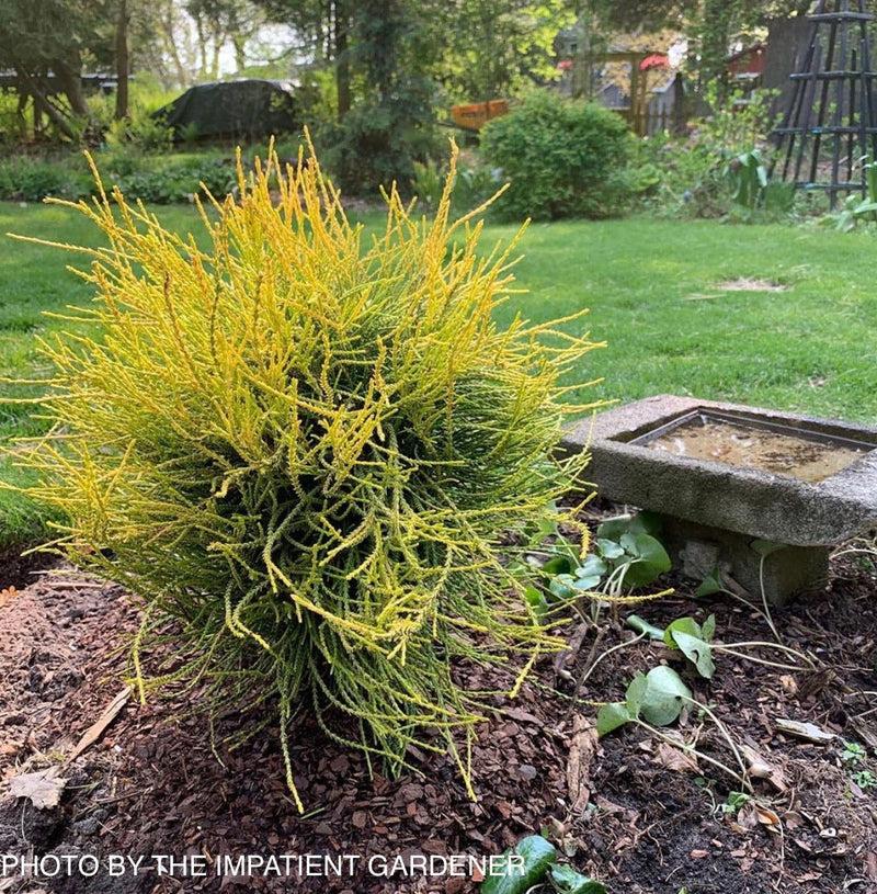 Thuja Orientalis 'franky Boy' - View 20 from www redcrocus com