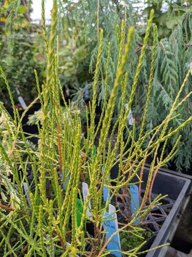 Thuja Orientalis 'franky Boy' - View 21 from www redcrocus com