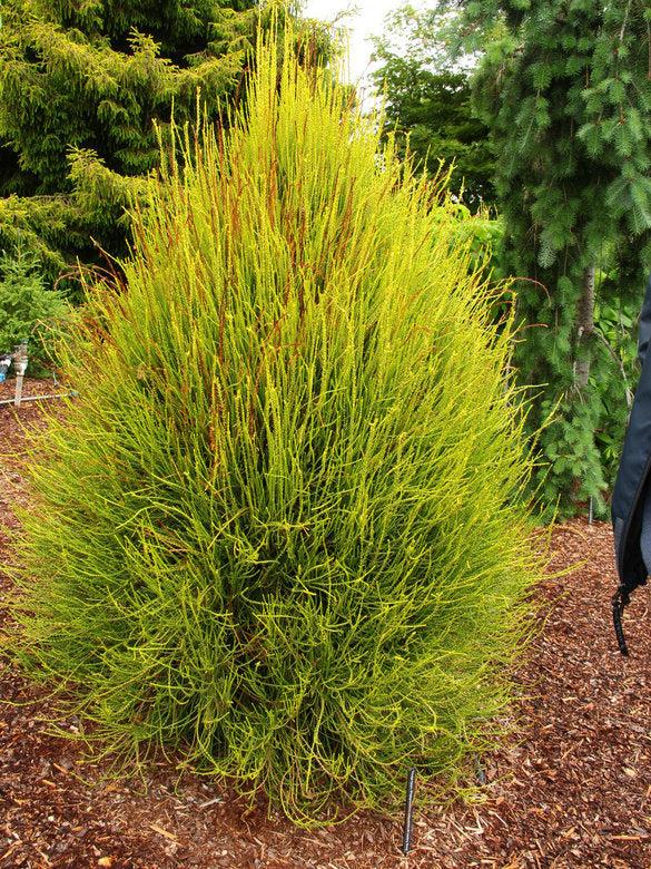 Thuja Orientalis 'franky Boy' - View 24 from www redcrocus com