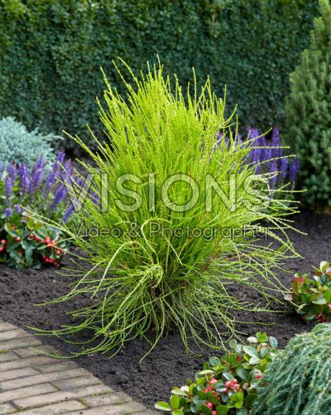Thuja Orientalis 'franky Boy' - View 25 from www redcrocus com