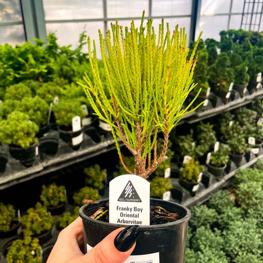 Thuja Orientalis 'franky Boy' - View 26 from www redcrocus com