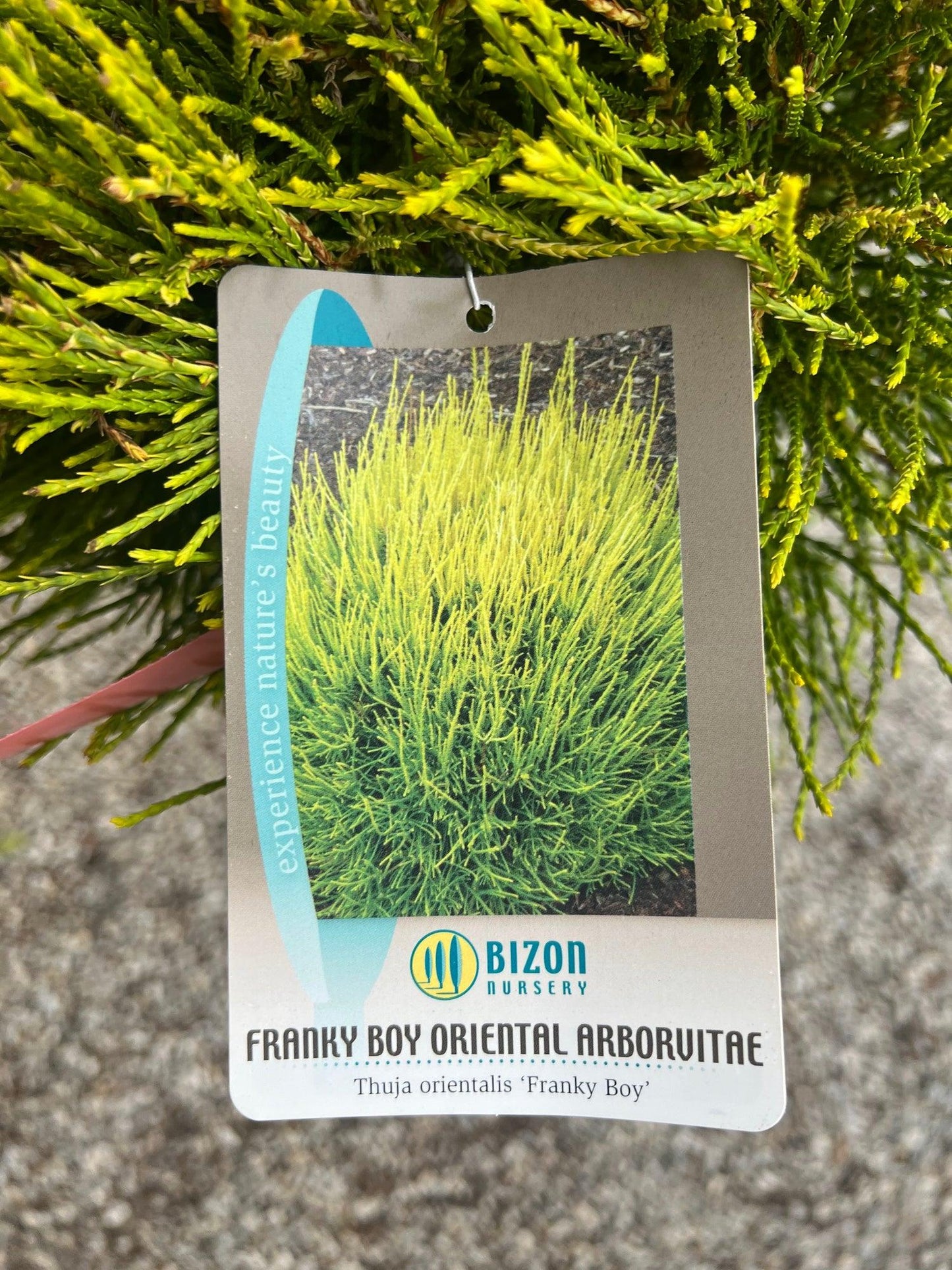 Thuja Orientalis 'franky Boy' - View 27 from www redcrocus com