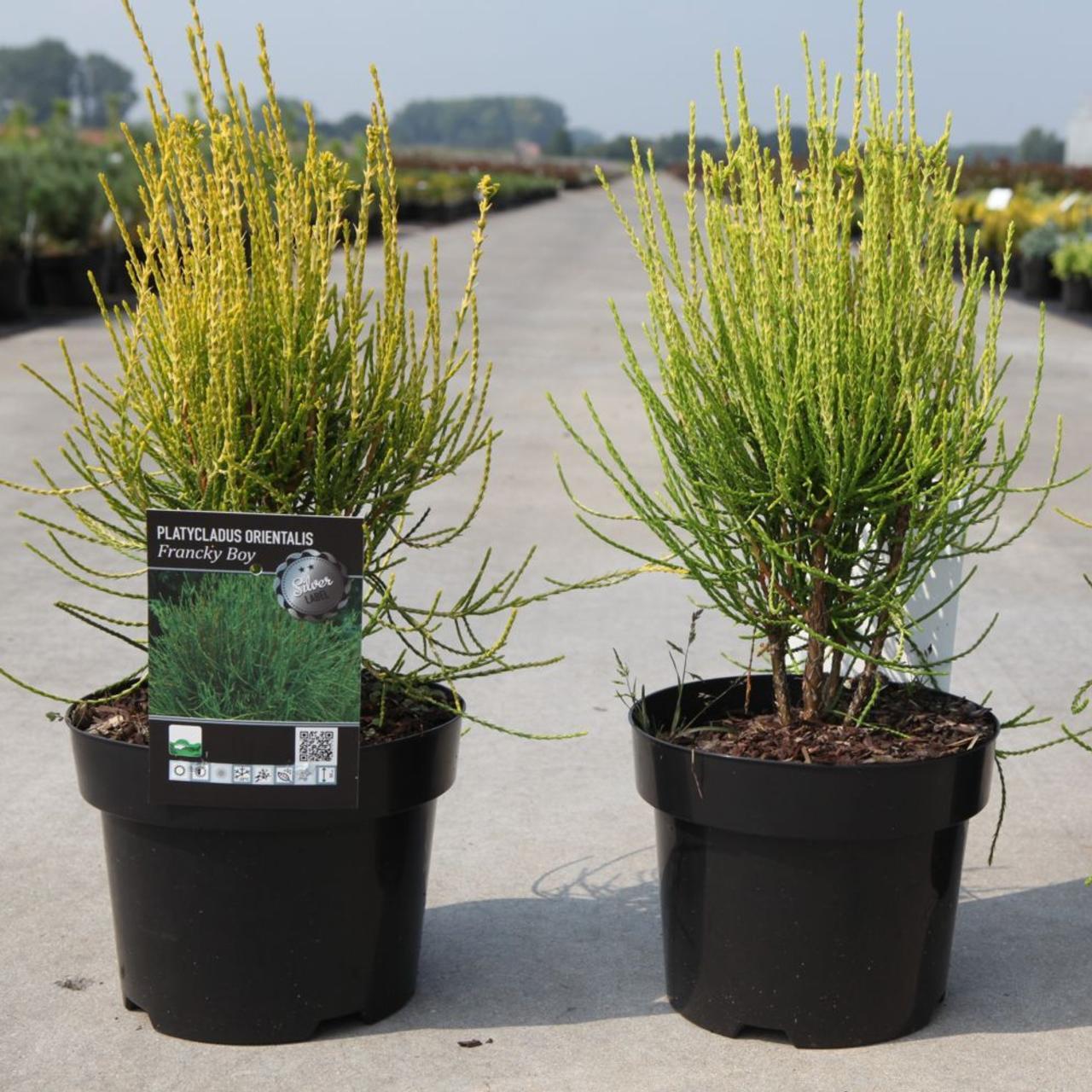 Thuja Orientalis 'franky Boy' - View 28 from www redcrocus com