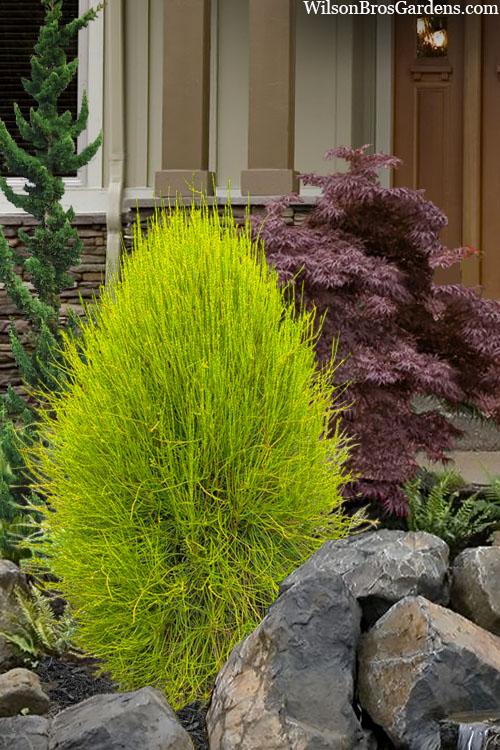 Thuja Orientalis 'franky Boy' - View 2 from www redcrocus com