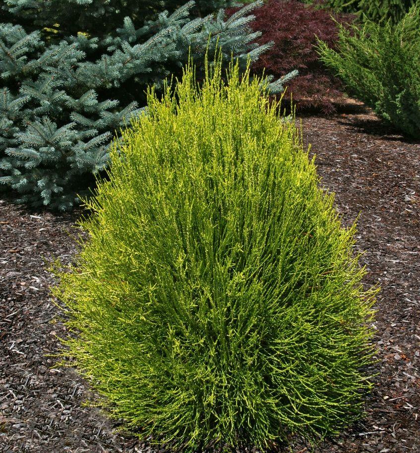 Thuja Orientalis 'franky Boy' - View 30 from www redcrocus com