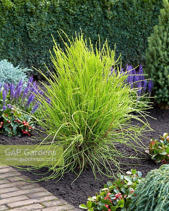 Thuja Orientalis 'franky Boy' - View 32 from www redcrocus com