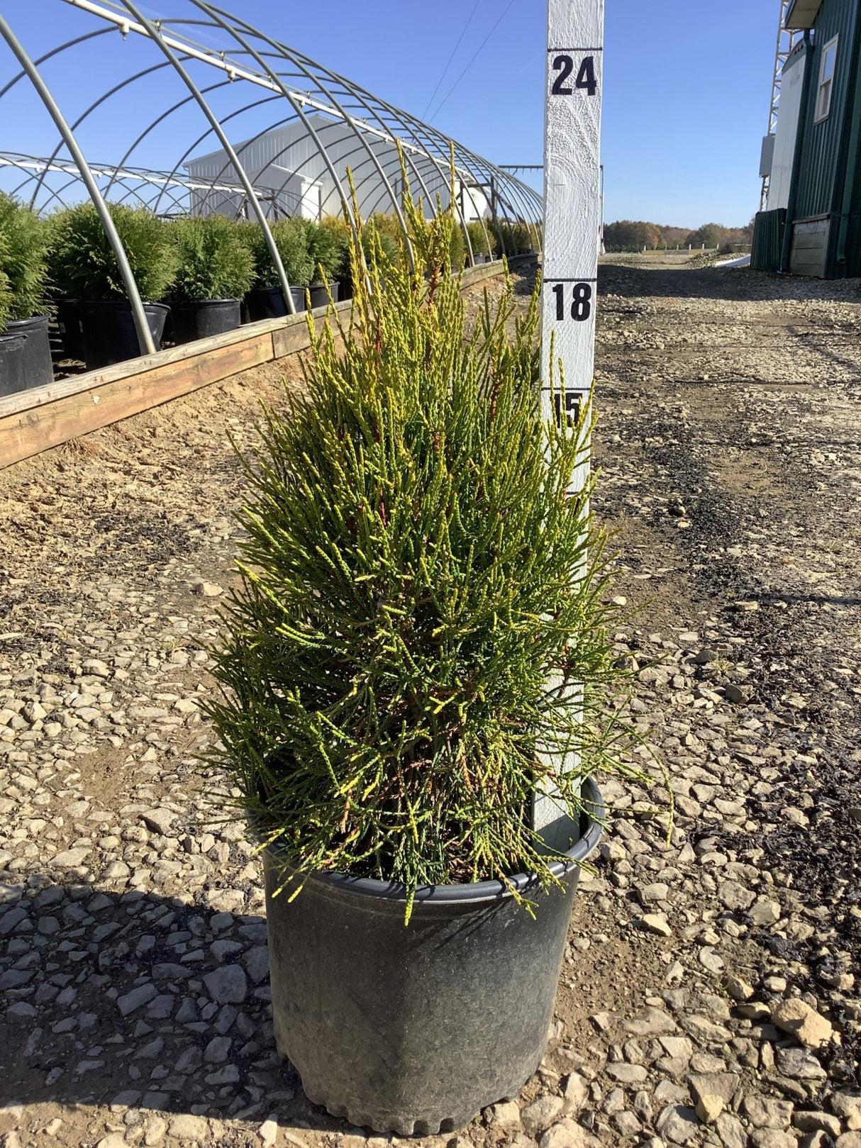 Thuja Orientalis 'franky Boy' - View 34 from www redcrocus com