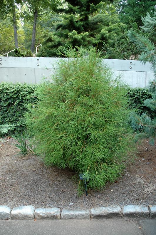 Thuja Orientalis 'franky Boy' - View 36 from www redcrocus com