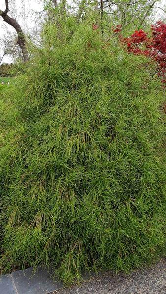 Thuja Orientalis 'franky Boy' - View 37 from www redcrocus com