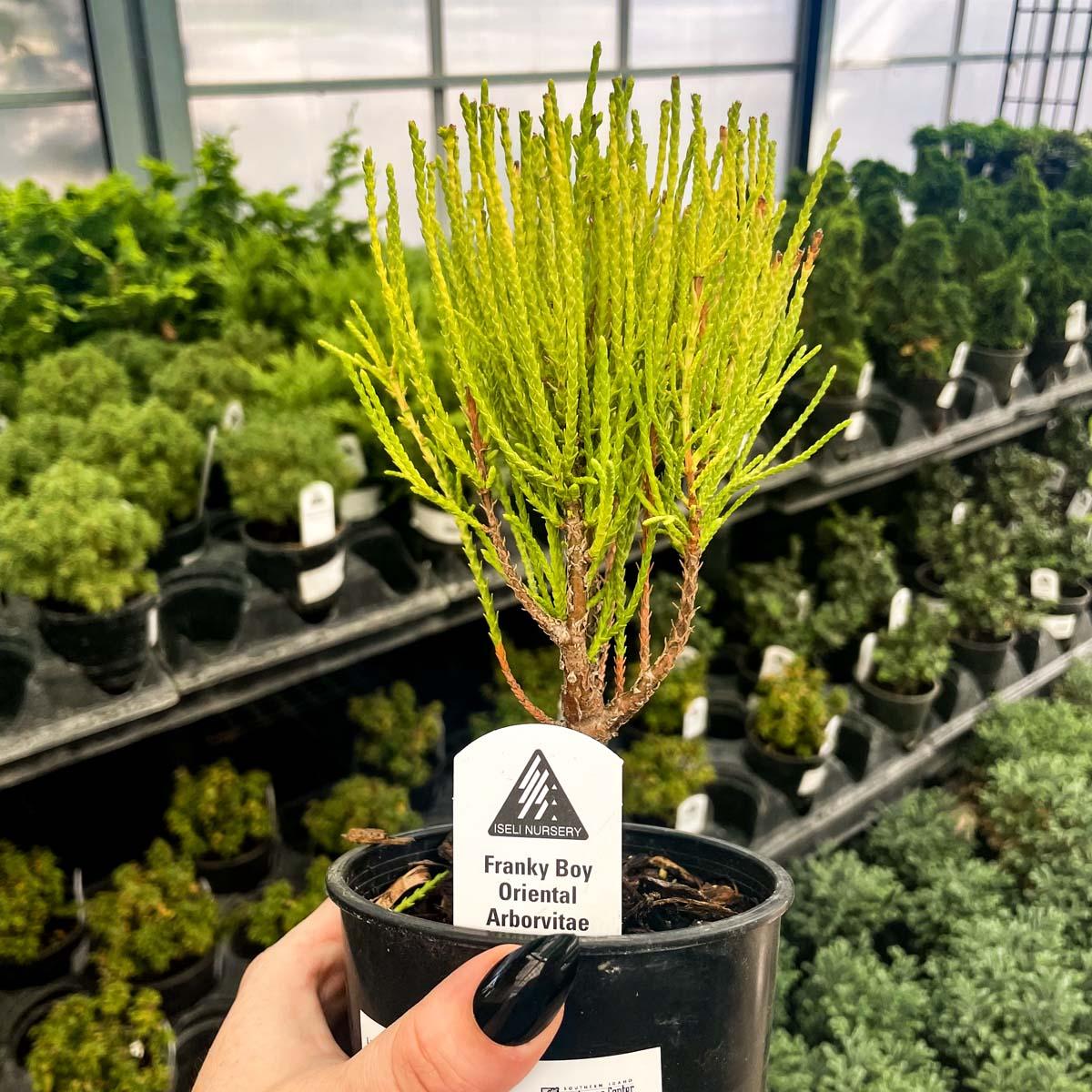 Thuja Orientalis 'franky Boy' - View 40 from www redcrocus com