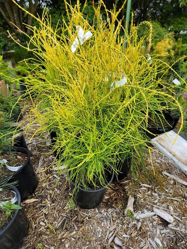 Thuja Orientalis 'franky Boy' - View 4 from www redcrocus com