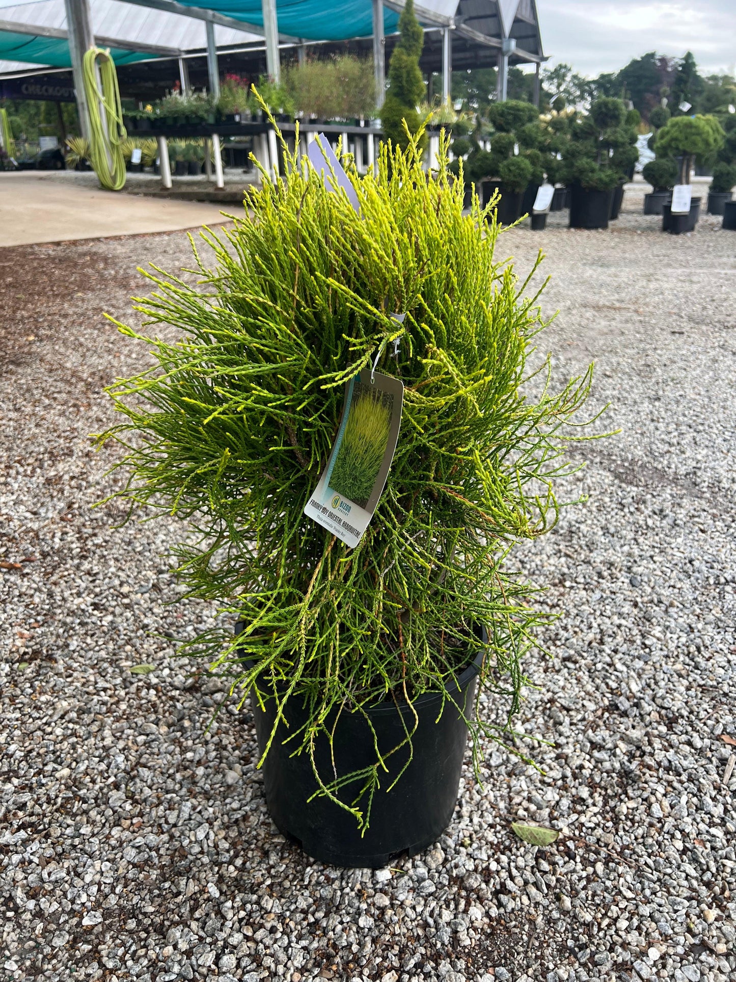 Thuja Orientalis 'franky Boy' - View 5 from www redcrocus com