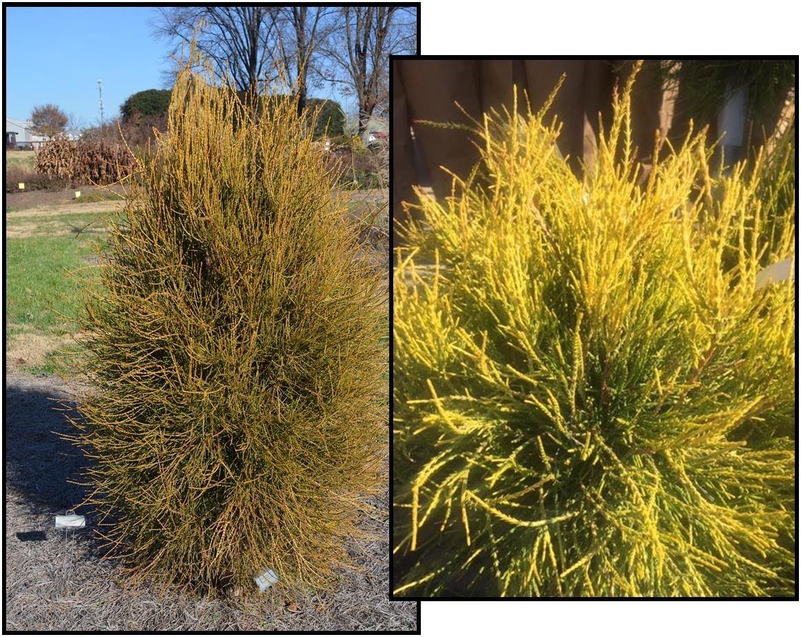 Thuja Orientalis 'franky Boy' - View 7 from www redcrocus com